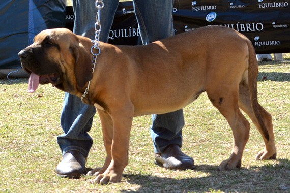 chopa
