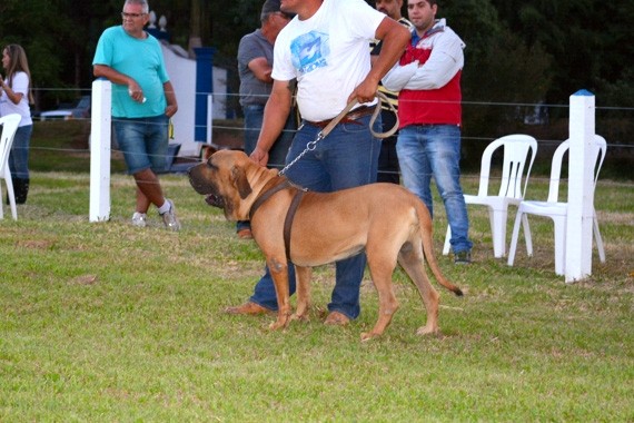 patrao