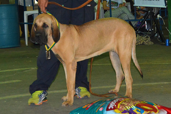 aija guardiões da praia