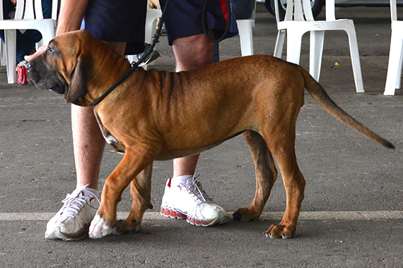 FILA BRASILEIRO  zeppelim - 037 99956-0913: EXPÔ/CAFIB GUARATINGUETÁ-SP