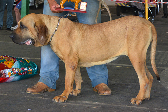 FILA BRASILEIRO  zeppelim - 037 99956-0913: EXPÔ/CAFIB GUARATINGUETÁ-SP