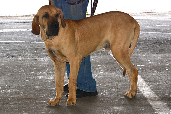 FILA BRASILEIRO  zeppelim - 037 99956-0913: EXPÔ/CAFIB GUARATINGUETÁ-SP