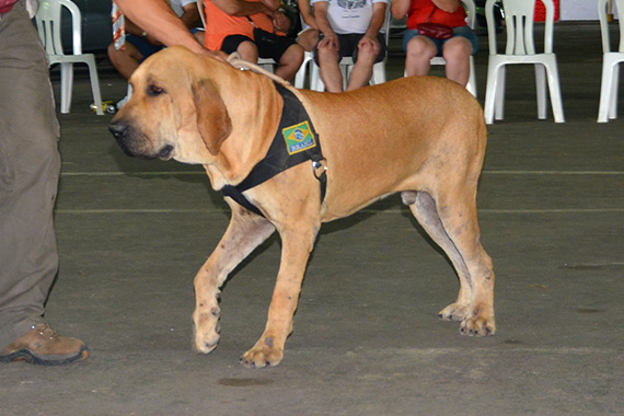 ogiva do brasita joseense