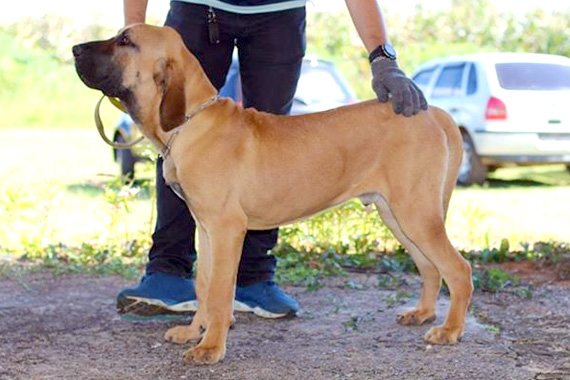 delano estrela de abraão