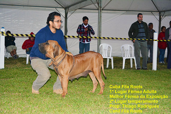 rechtbank bijlage Niet genoeg Resultado da 96ª Exposição Nacional do Fila Brasileiro - CAFIB