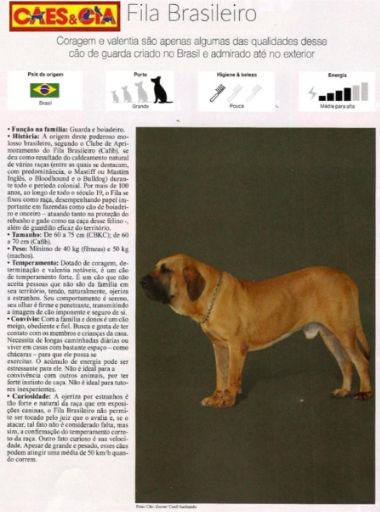 cães e cia