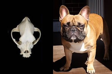 cães braquicéfalos