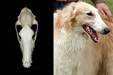 cães braquicéfalos