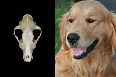 cães braquicéfalos