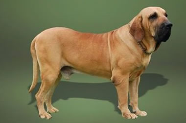 cães braquicéfalos