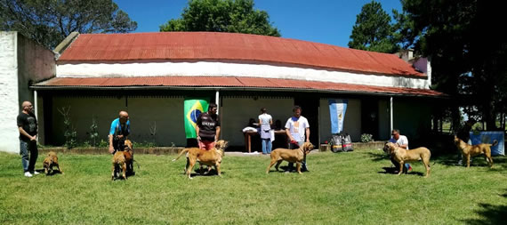 Análise Argentina