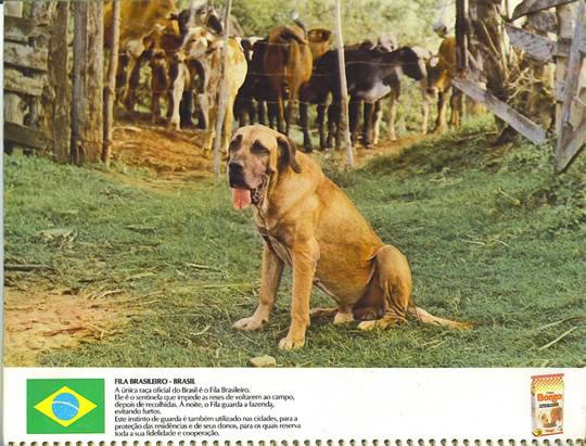 O Padrão Visual da Raça Fila Brasileiro e Outras Histórias - Capítulo 4 -  CAFIB